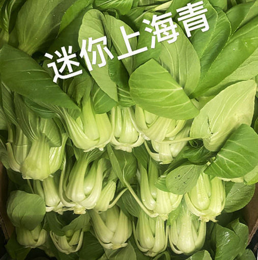 图片 迷你上海青菜 400g+ 