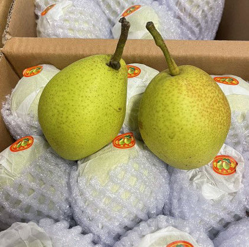 图片 中国库尔勒香梨 一组4颗 (新疆特产小香梨) 见实物图 皮薄肉细 味甜爽滑 