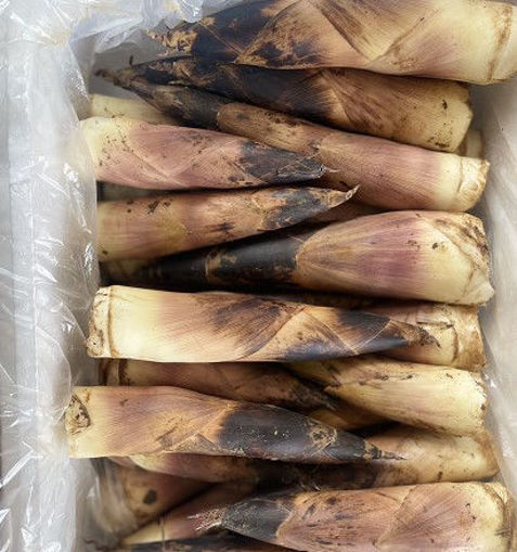 Bild von fresh Bamboo ca.400/500g