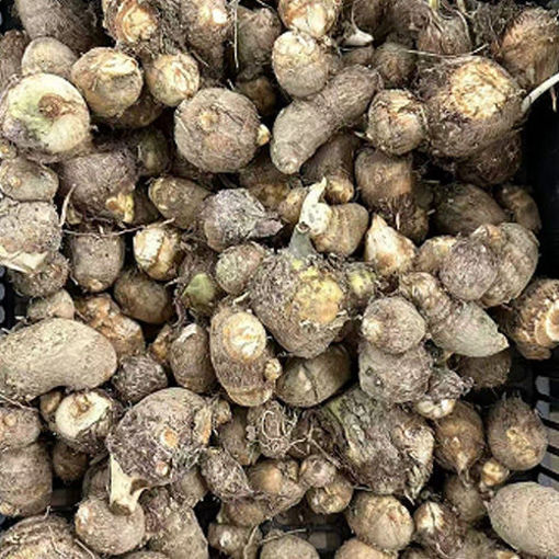 Picture of Colocasia antiquorum  ca.450-500g
