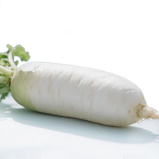 图片 中国进口 白萝卜 ca.700/800g 