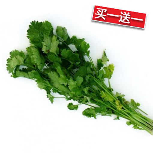 图片 买一送一! 香菜 无根 60/70g+ 